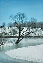 Winter tree growing sideways