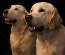 Two retrievers