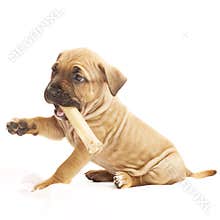 Nice puppy