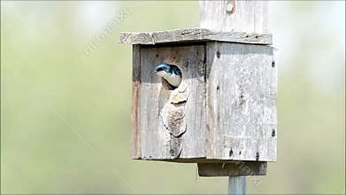 Tree swallows in nesting box