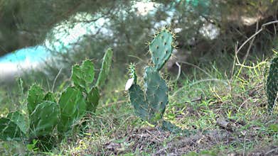 Cacti plants growth near sea shore.