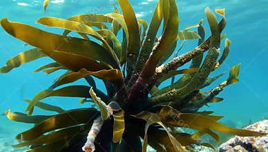 Underwater shot showcases vibrant seaweed in clear blue ocean water marine ecosystem view