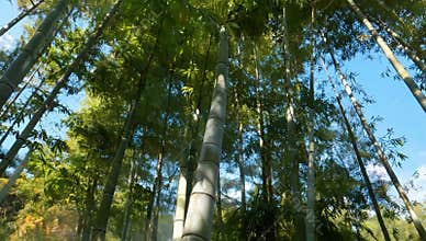 Lush bamboo forest with tall green stalks reaching towards a bright blue sky in a serene scene