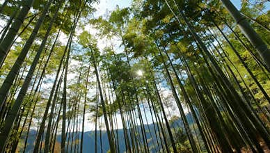 Serene bamboo forest with tall green trees reaching towards the sky on a sunny day outdoors