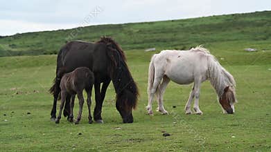 A couple of ponies with a foal