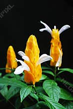 Candlestick Caterpillar Flower