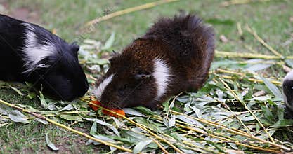 Colorful guinea pigs in an aviary for herbivores while eating grass