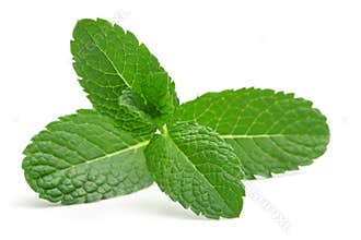 Mint leaves