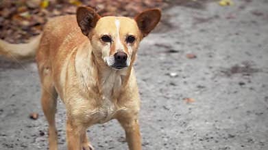 Homeless dogs in animal shelter. Dogs waiting for adoption