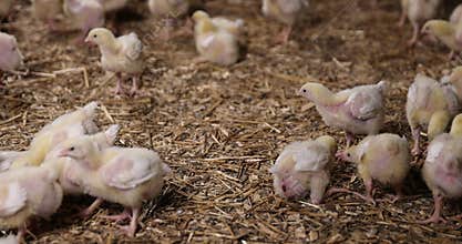 young broiler chickens at a large poultry farm