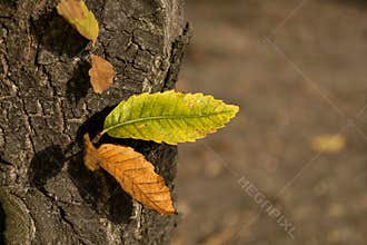 Transition of Seasons – Green and Yellow Leaves on Tree Bark