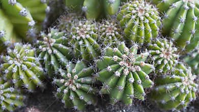 Green cactuses grow in the ground. Cacti with thorns