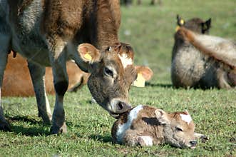 Newborn calf