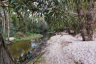 Serene riverbank surrounded by lush greenery near a sandy shoreline in a peaceful natural setting