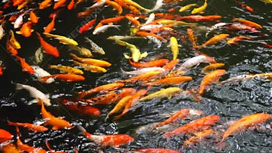 Colorful fish