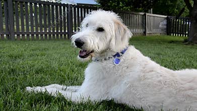 Happy Dog Sits Still in Yard