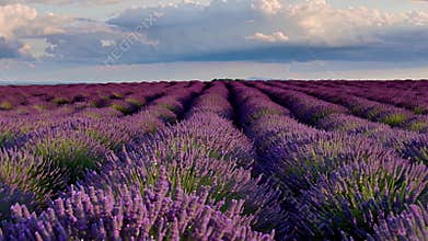 Expansive Lavender Fields in Full Bloom Under a Dramatic Cloudy Sky at Sunset