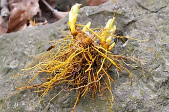 Healthy Goldenseal Rootstock