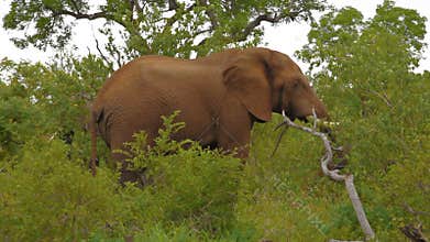 Elephant throwing soil