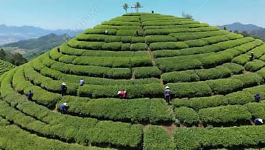 Scenic tea plantation on a hillside with workers harvesting leaves on a sunny day in asia