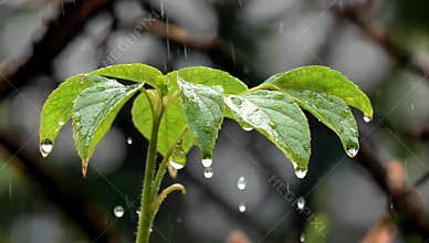 Fresh green leaves glisten with raindrops during a gentle spring shower in a natural setting