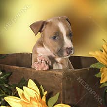 Adorable puppy