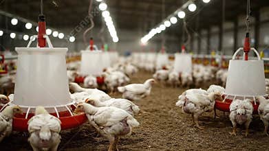White Feathered Broiler Chickens Crowding Feeding Troughs Inside Industrial Farm Building with Dim Lighting and Shallow Depth of