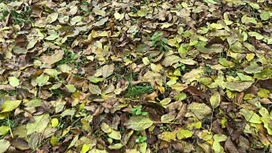 crisp dry autumn walnut leaves underfoot
