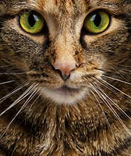 Cat Staring Intensely