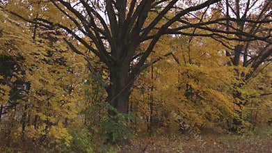 Beautiful yellow and red trees in autumn park, it is rainy cloudy day