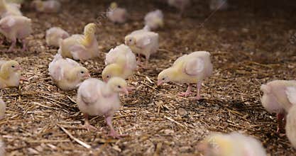young broiler chickens at a large poultry farm