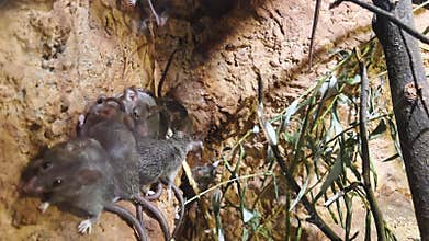 Wild mice colony in natural habitat - wildlife photography for educational use