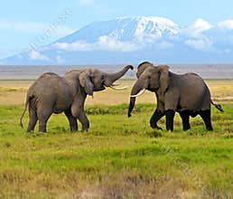 Kilimanjaro elephants