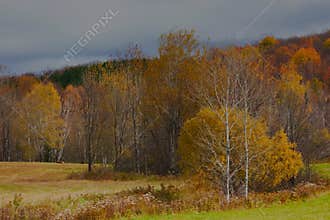 Autumn in a meadow