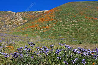 Morning in the painted hills, California
