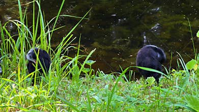 Two Fluffy Juvenile Eurasian Coots Preening on Grassy Bank After Pond Swim