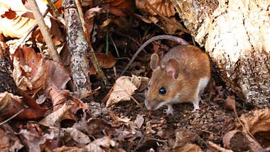 White footed mouse