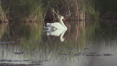 Mute swan (Cygnus olor). A white swan swims gracefully across a pond against a backdrop of reeds. Slow motion