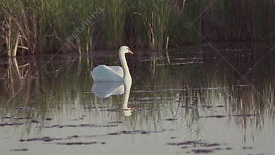 Mute swan (Cygnus olor). A white swan swims gracefully across a pond against a backdrop of reeds. Slow motion
