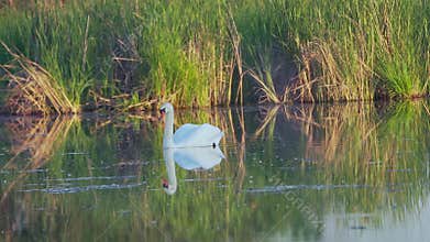 Mute swan (Cygnus olor). A white swan swims gracefully across a pond against a backdrop of reeds. Slow motion.