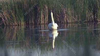 Mute swan (Cygnus olor). A white swan swims gracefully across a pond against a backdrop of reeds. Slow motion.