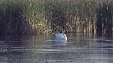 Mute swan (Cygnus olor). A white swan swims gracefully across a pond against a backdrop of reeds. Slow motion.