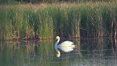 Mute swan (Cygnus olor). A white swan swims gracefully across a pond against a backdrop of reeds. Slow motion.