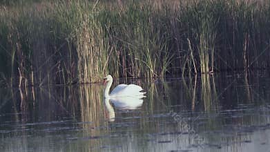 Mute swan (Cygnus olor). A white swan swims gracefully across a pond against a backdrop of reeds. Slow motion.