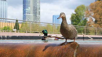 City Fountain Ducks