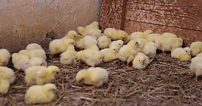 beautiful little chickens in soft yellow fluff and the first white
