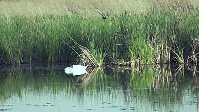 Mute swan (Cygnus olor). A white swan swims gracefully across a pond against a backdrop of reeds. Slow motion