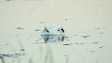 Mute swan (Cygnus olor). A white swan swims in a pond. Preens her feathers. Slow motion