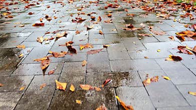 Low camera view over wet blocks and fallen horse chestnut leaves