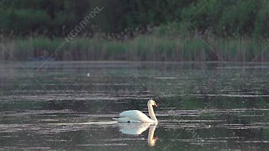 Mute swan (Cygnus olor). A white swan swims gracefully across a pond against a backdrop of reeds. Slow motion.